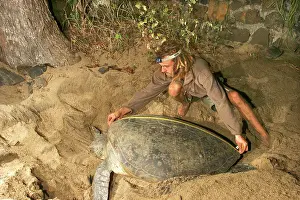 Measured: Green Sea Turtle - being measured for scientific