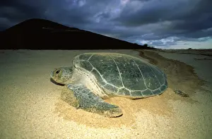 Ascension: Green sea turtle - nesting female