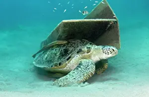 Osteochir: Green Sea Turtle - with Remora (Remora osteochir)