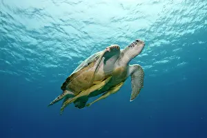 Remoras: Green Sea Turtle - with two Remoras (Remora osteochir)