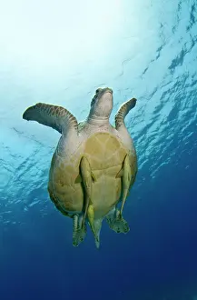 Remoras: Green Sea Turtle - with three Remoras (Remora osteochir)