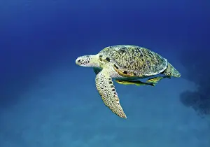 Remoras: Green Sea Turtle - with two Remoras (Remora osteochir)