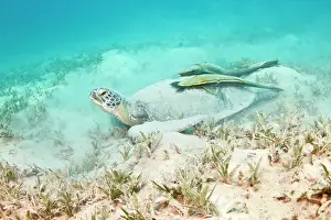 Remoras: Green Sea Turtle - two Remoras (Remora osteochir)