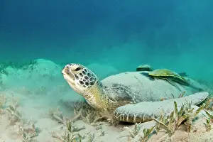 Remoras: Green Sea Turtle - with two Remoras (Remora osteochir)