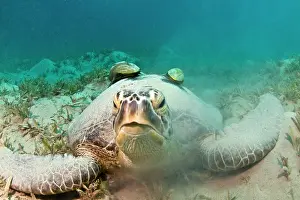 Remoras: Green Sea Turtle - with two Remoras (Remora osteochir)