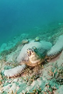 Remoras: Green Sea Turtle - with two Remoras (Remora osteochir)