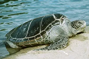 Turtles: GREEN SEA TURTLE - by water