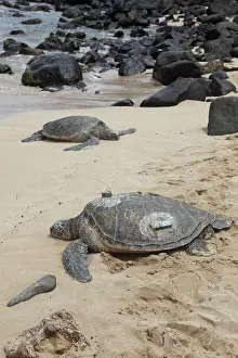 Sunning: Green Sea Turtles with GPS