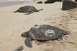 Sunning: Green Sea Turtles with GPS