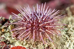 Echinoidea: Green sea urchin (Psammechinus microtuberculatus)