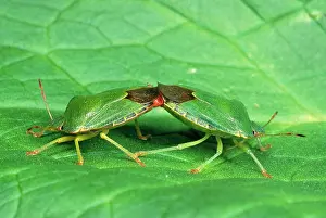 Stink: Green Sheild / Green stink Bug - pair mating