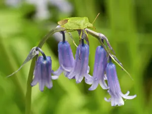 Prasina: Green Shield Bug
