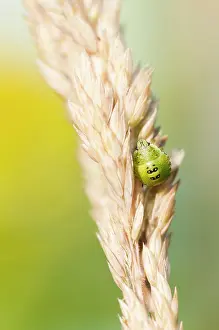 Prasina: Green Shield Bug
