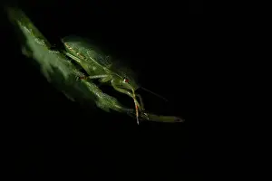 Stink: Green Shield Bug