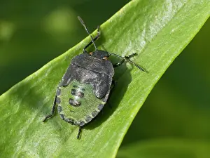 Prasina: Green Shield Bug - final instar nymph