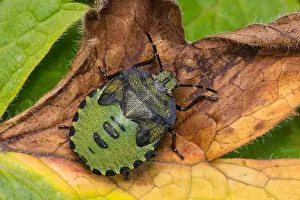 Shield: green shield bug - Palomena prasina, Castlewellan