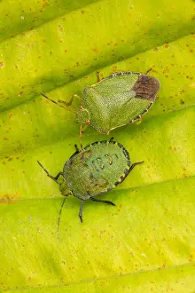 Shield: green shield bug - Palomena prasina, Castlewellan