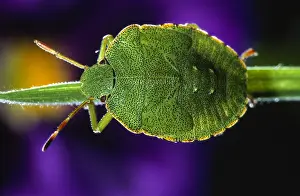 Shield: Green Shield Bug (Palomena prasina) in close up
