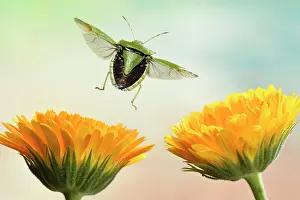 Shield: Green shield bug (Palomena prasina), in flight