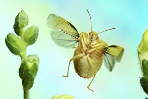 Shield: Green shield bug (Palomena prasina), in flight