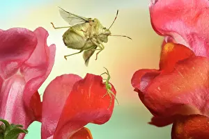 Shield: Green shield bug (Palomena prasina) in flight on
