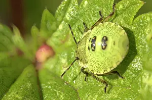 Shield: Green shield bug (Palomena prasina) Larva, Hesse
