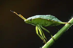 Shield: Green Shield Bug (Palomena prasina) on a plant