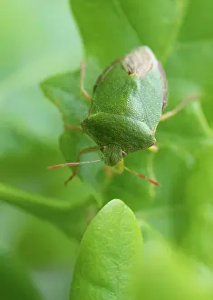 Shield: Green shield bug (Palomena prasina), sitting well