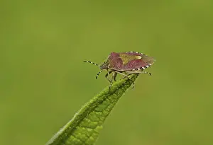 Shield: Green Shield Bug - resting on top of leaf - Summer