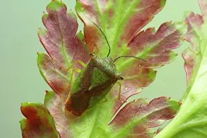 Stink: Green Shield Bug / Stink bug