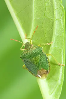 Stink: Green Shield Bug / Stink bug