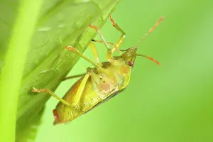 Stink: Green Shield Bug / Stink bug
