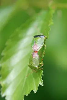 Stink: Green Shield Bug / Stink bug - Mated pair