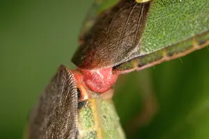 Stink: Green Shield Bug / Stink bug - Mated pair x4 mag
