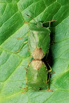 Stink: Green Shield Bug / Stink bug - mating pair
