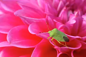 Stink: Green Shield Bug / Stink bug - On Pink Dahlia