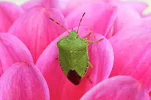 Stink: Green Shield Bug / Stink bug - On Pink Dahlia