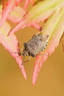 Stink: Green Shield Bug / Stink bug - Sunning on Maple