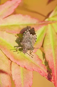 Stink: Green Shield Bug / Stink bug - Sunning on Maple
