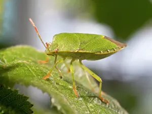 Shield: Green Shield Bug - UK