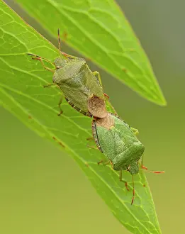 Prasina: Green Shield Bugs mating on Peony leaf May garden