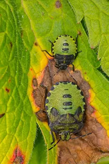 Shield: green shield bugs - Palomena prasina, nymphs, Castlewellan