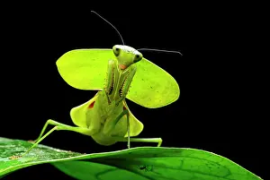 Shield: Green Shield Mantis (Rhombodera basalis), Chocn