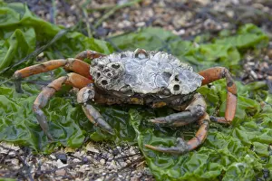 100118: Green Shore Crab / Green Crab / Common Shore Crab