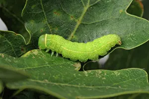 Lines: Green silver-lines caterpillar