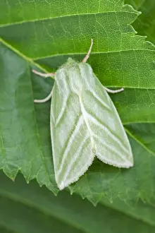 130619: Green Silver-lines - Norfolk UK