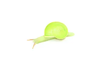 Kinabalu: Green snail (Rhinocochlis nasuta). Borneo. Malaysia