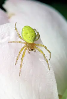 Araniella: Green Spider