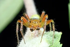 Parts: Green Spider - male showing palps