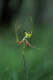Falcata: Green Spider Orchid